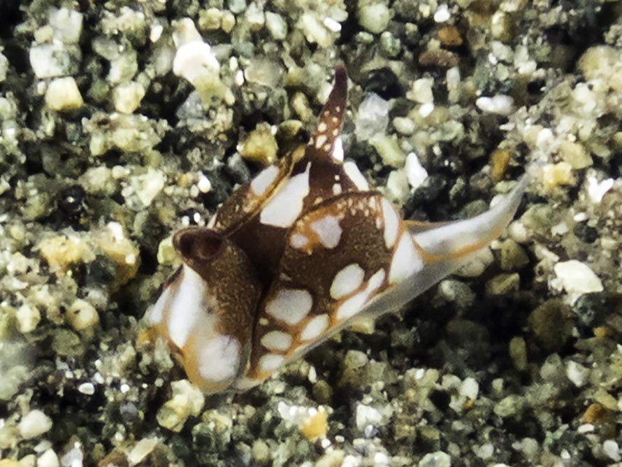 Siphopteron nakakatuwa